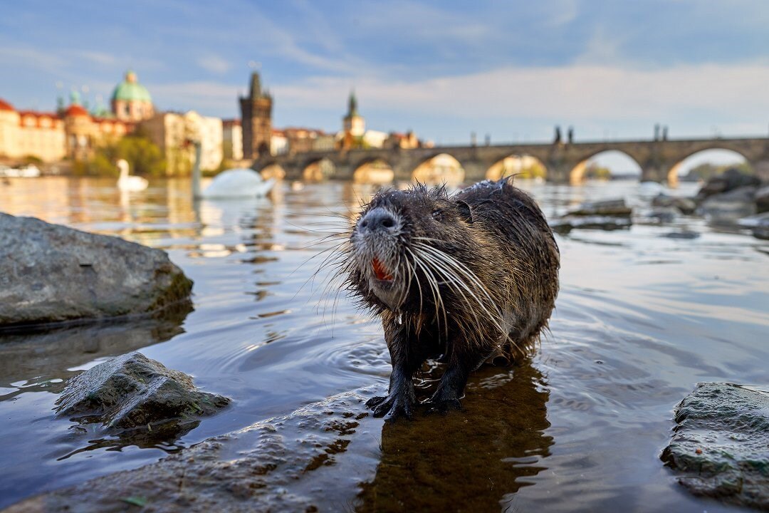 Nutrie na Vltavě v dokumentu Planeta Praha