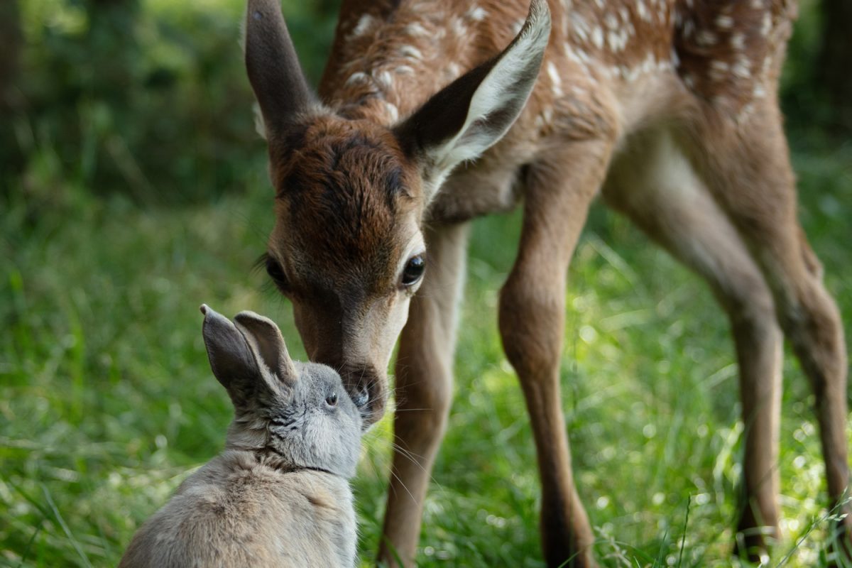 Bambi: Příběh života z lesů