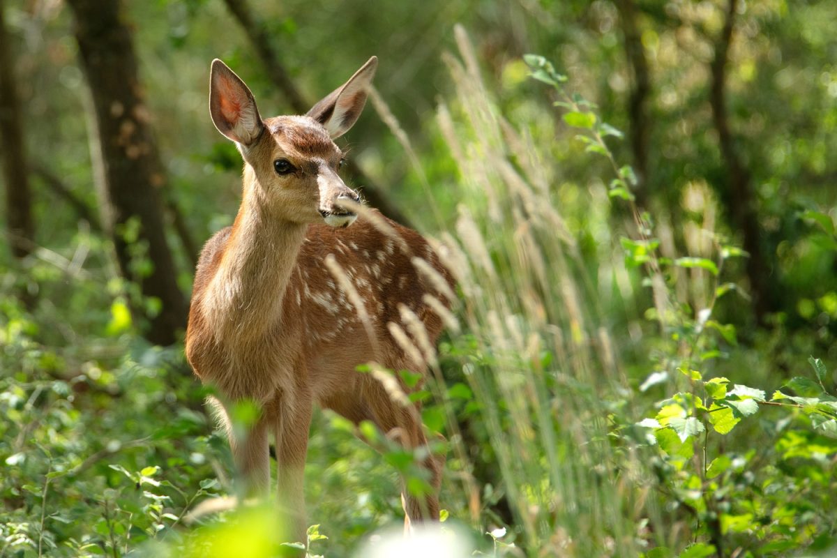 Bambi: Příběh života z lesů.