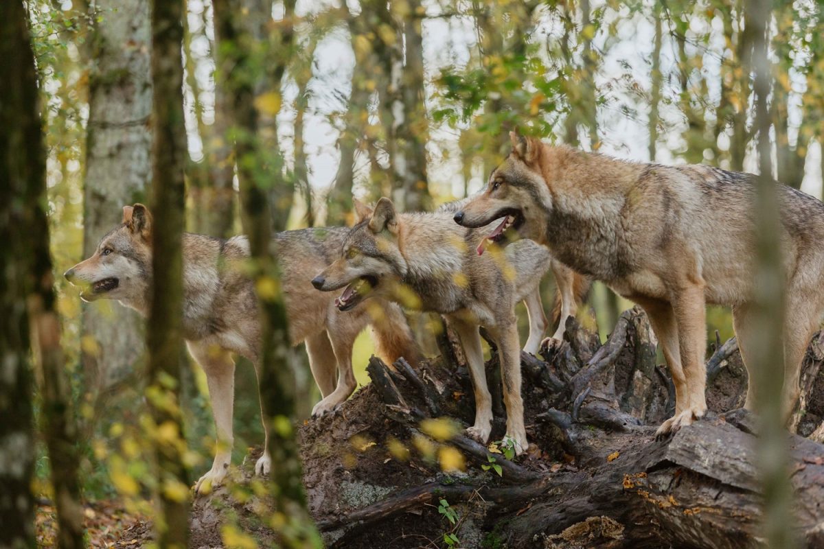 Bambi: Příběh života z lesů