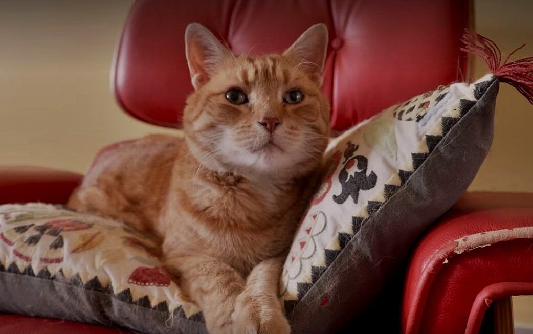 Seznamte se s nejslavnějším nizozemským kocourem Abatutu v dokumentu Kitty Love: Pocta kočkám