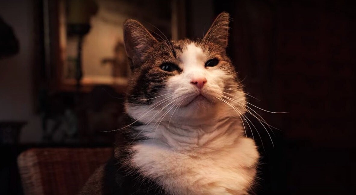 Seznamte se s nejslavnějším nizozemským kocourem Abatutu v dokumentu Kitty Love: Pocta kočkám