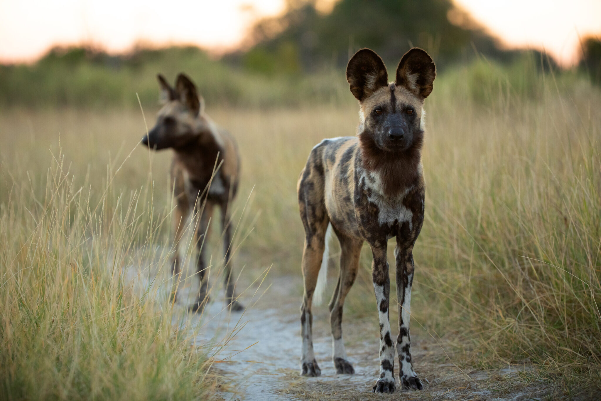 Dokument Delta Okavanga vás seznámí s velkými kočkami a pouští Kalahari. Namluvil ho Regé-Jean Page z Bridgertonových
