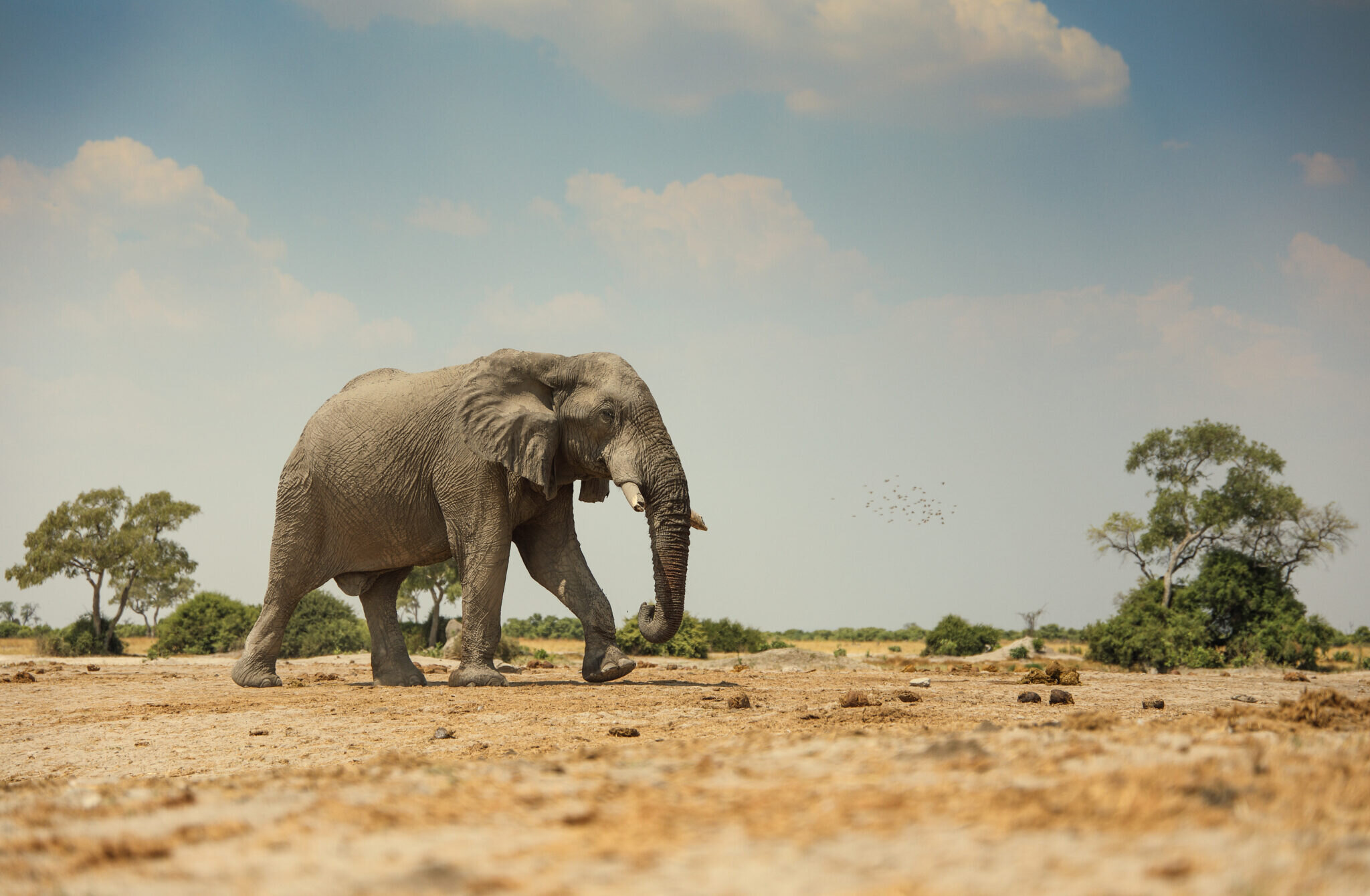 Dokument Delta Okavanga vás seznámí s velkými kočkami a pouští Kalahari. Namluvil ho Regé-Jean Page z Bridgertonových