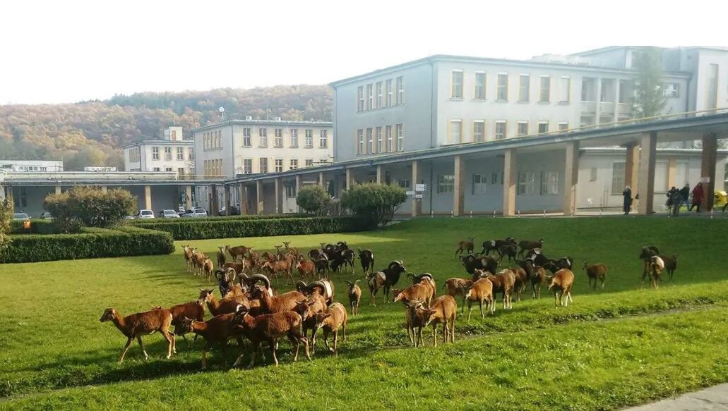 Mufloni na sídlišti v dokumentu Planeta Praha