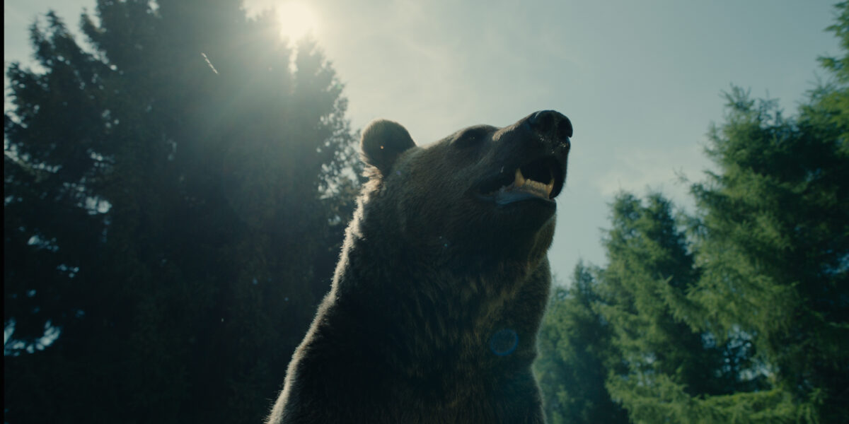 Medvěd (buď chlap!)