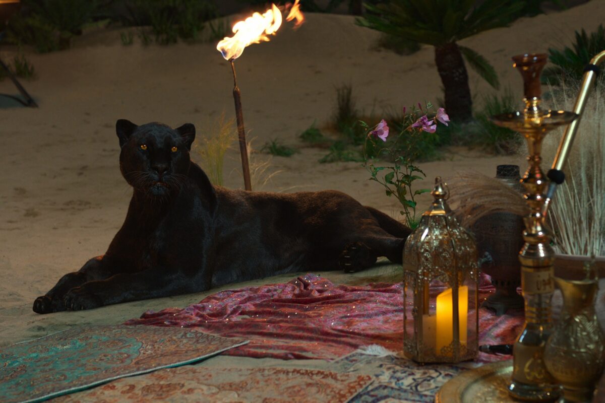 Džine, něco si přej