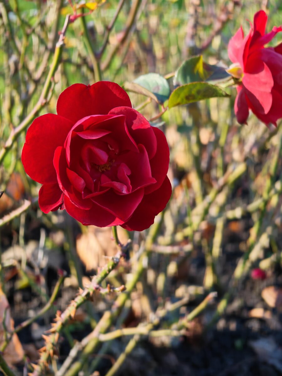 Foto Honor Magic V5.