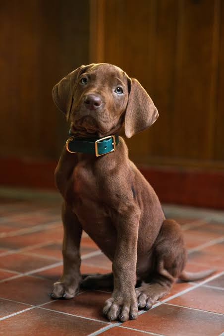 Scooby-Doo